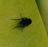 Phora sp.